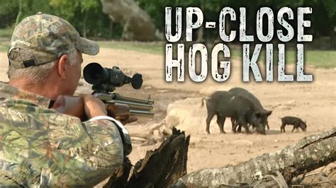 As wild hogs continue to decimate farm and ranch lands across the country, hog hunters seem to be getting more adventuresome. . Can you hunt hogs with an air rifle in texas